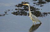 Gray Heron